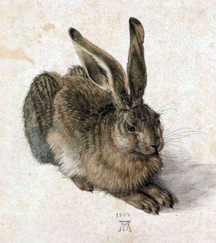 Albrecht Dürer, Młody zając, 1502; zwierzęta  
